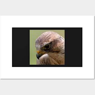 Saker Falcon Posters and Art